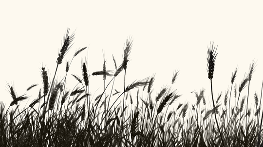 Echos du vent dans les épis - papier peint panoramique, motif à plat