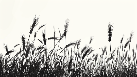 Echoes of the wind in the ears of corn - monochrome wallpaper