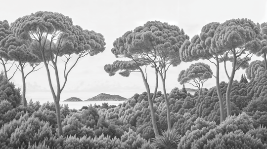 Between Pines and Sea in Black and White