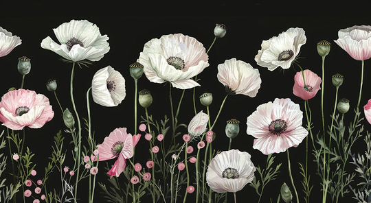 Floral Awakening: White and Pink Poppies in Contrast