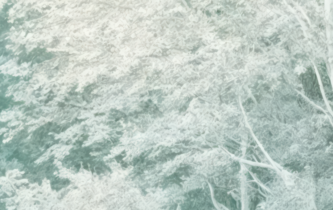 Forêt d’émeraude – Papier peint panoramique en mur naturel
