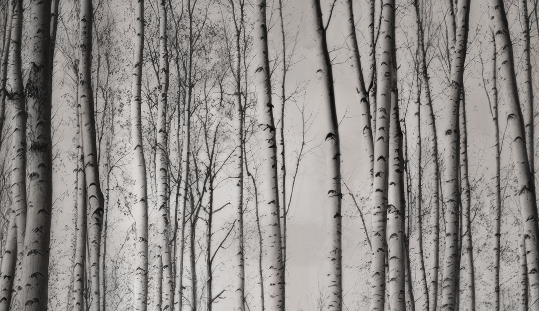 Foresta di betulle
