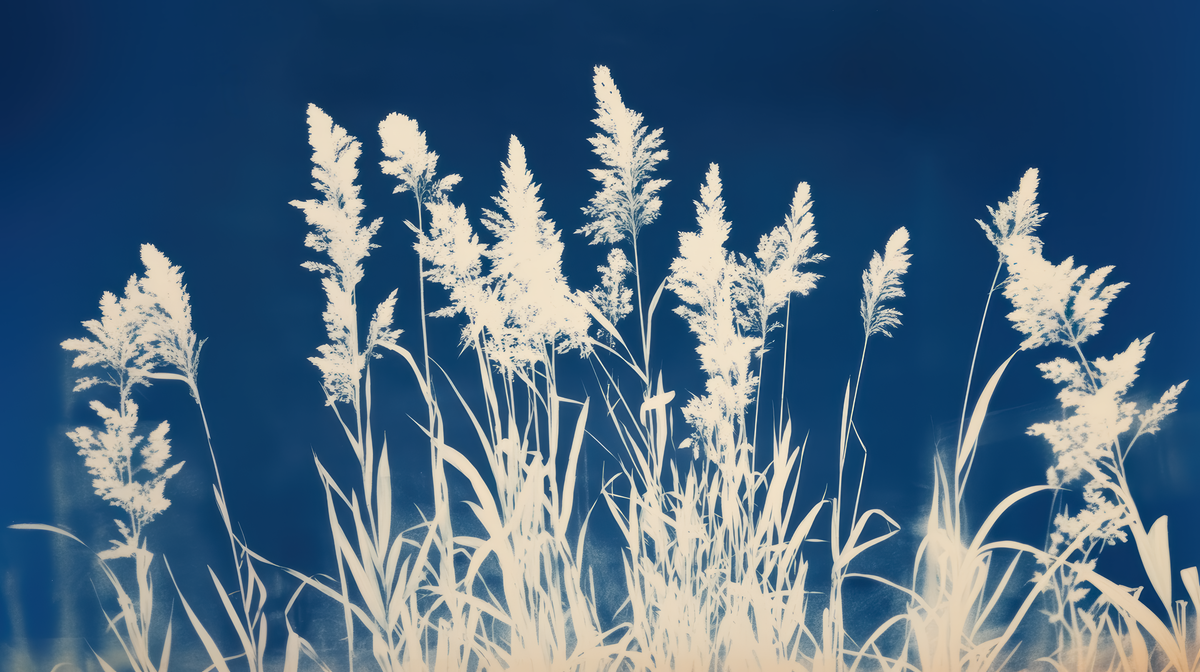 Herbes Folles en Cyanotype - papier peint panoramique, motif à plat