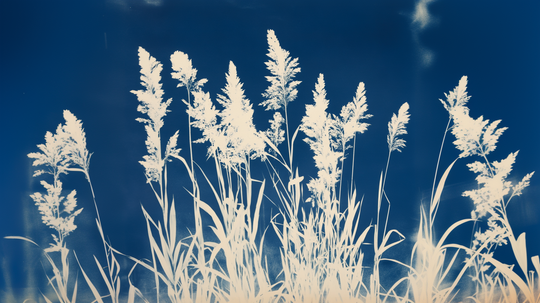 Wild Herbs in Cyanotype