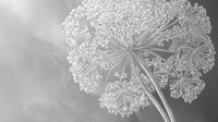 Lace Umbel: The Subtle Art of the Wildflower