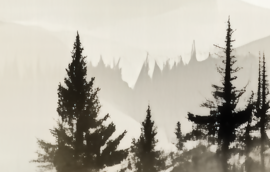 Silence des Bois – Une Immersion Apaisante dans une Forêt Brumeuse