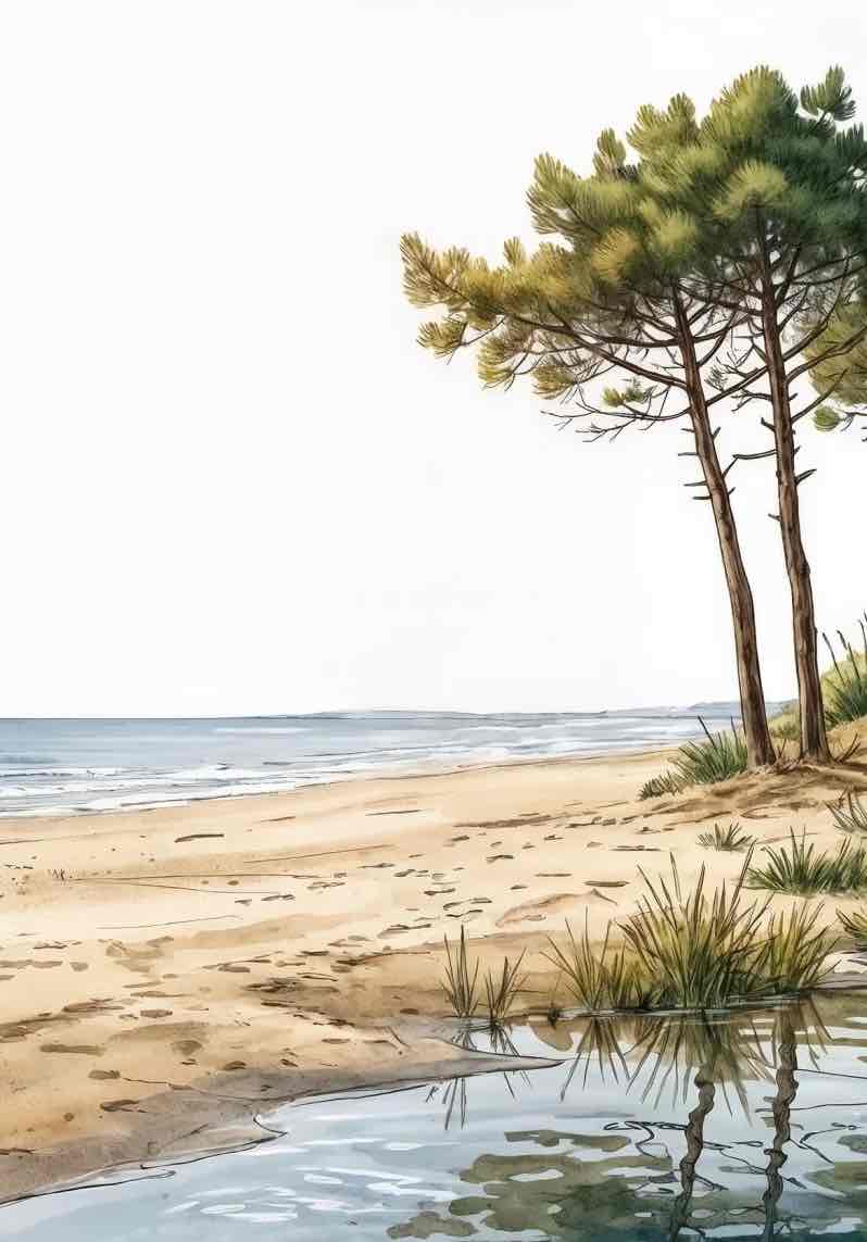 Balade au Cap Ferret – Papier peint panoramique évasion entre océan, sable et pinède