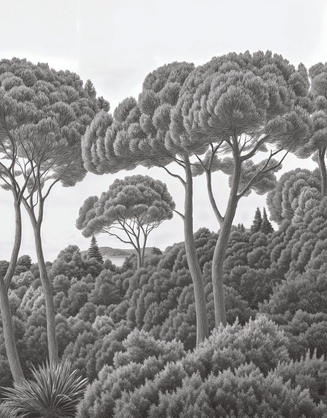 Image croppée