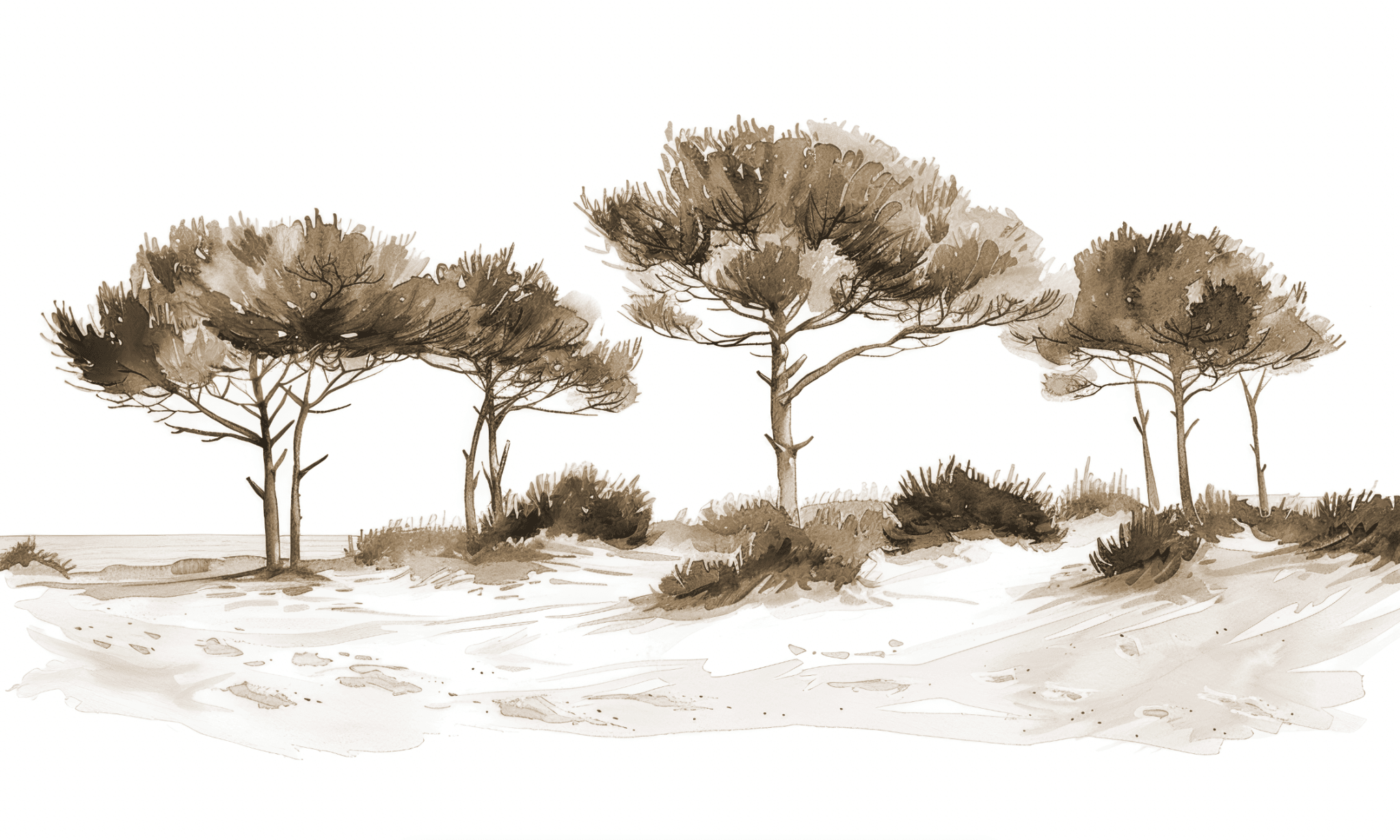 Les Pins de la Plage Sépia