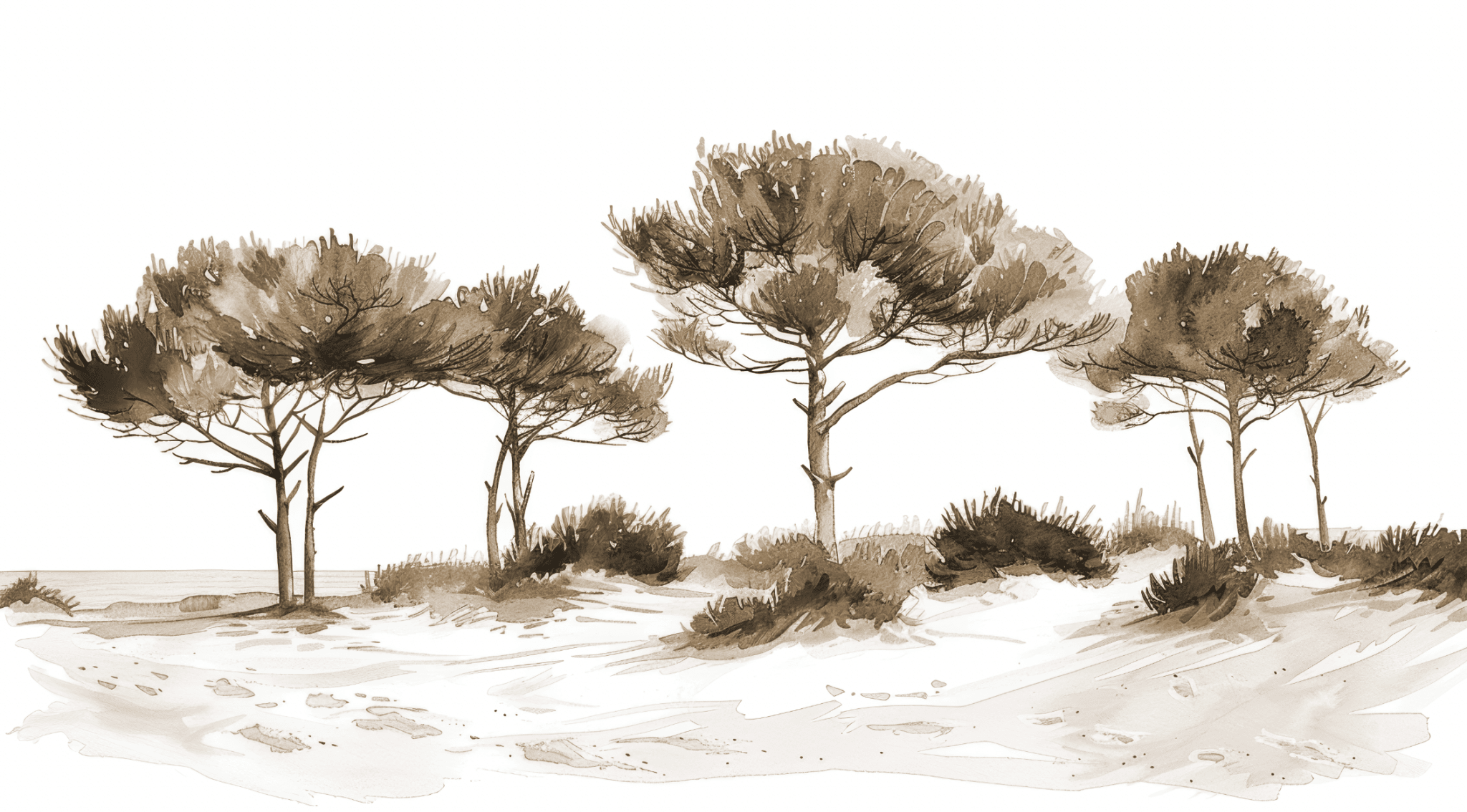 Les Pins de la Plage Sépia
