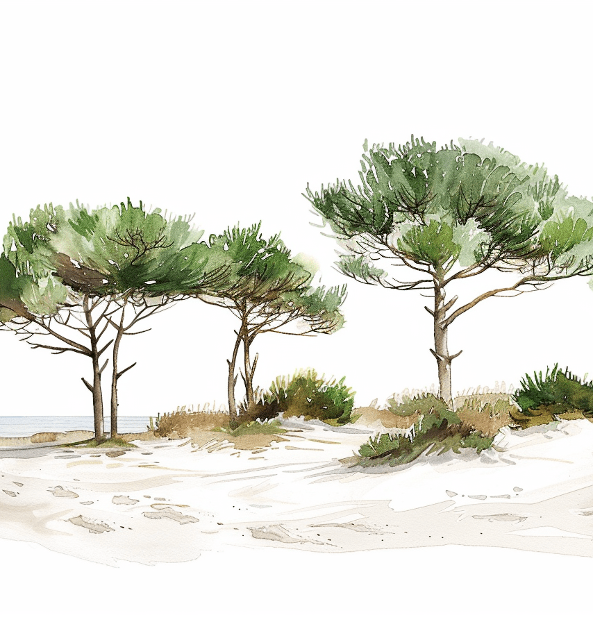 Les Pins de la Plage