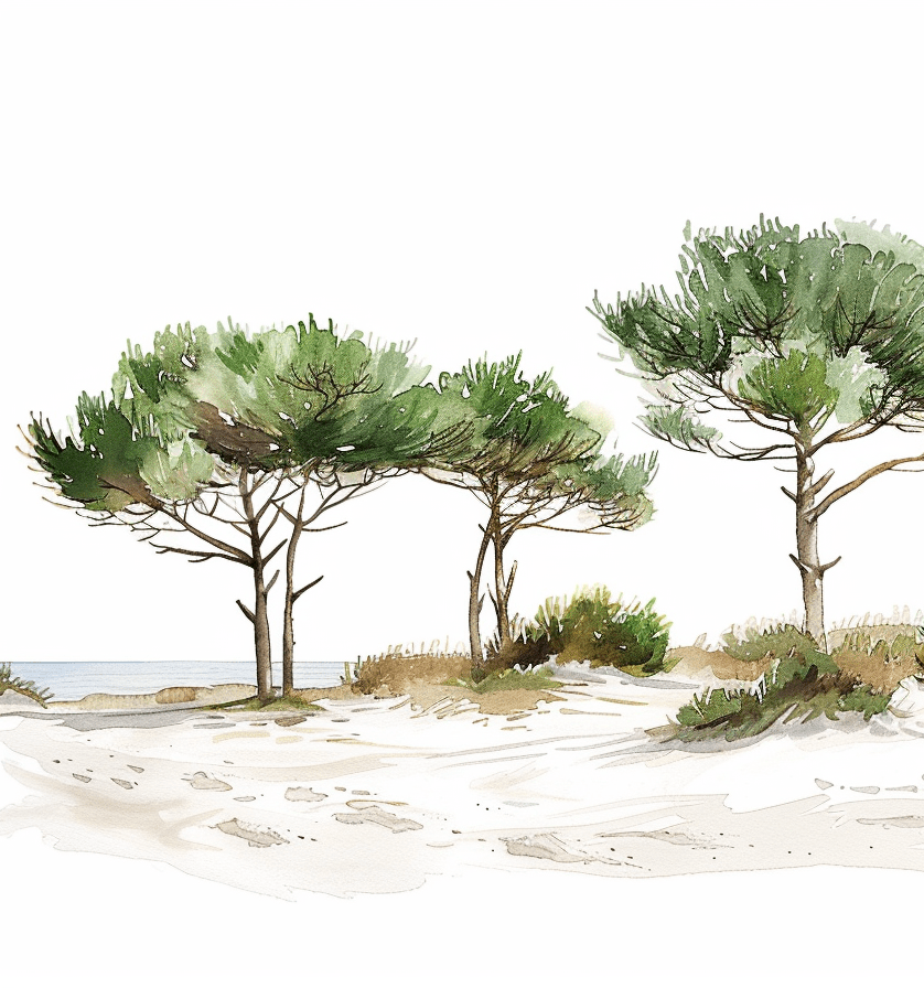 Les Pins de la Plage