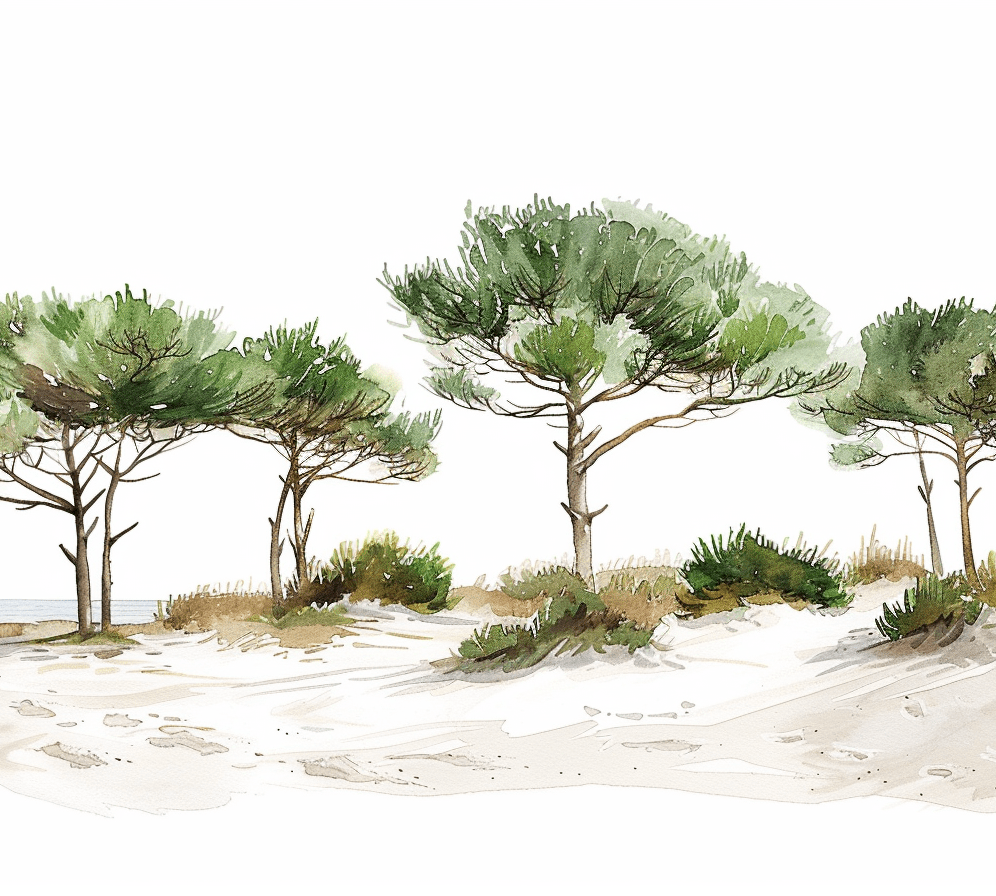 Les Pins de la Plage