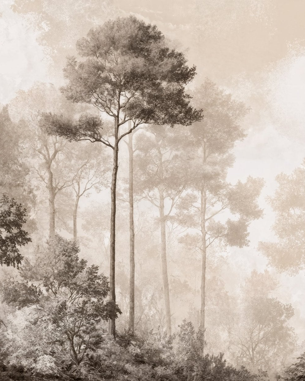 Forêt des Silences