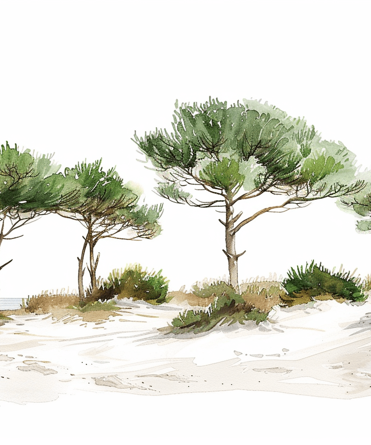 Les Pins de la Plage