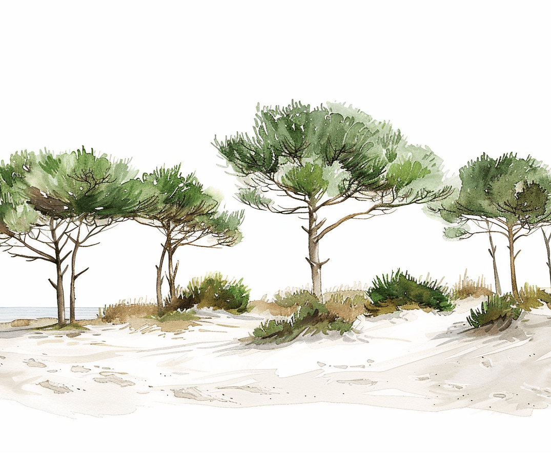 Les Pins de la Plage