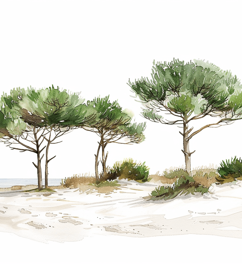 Les Pins de la Plage