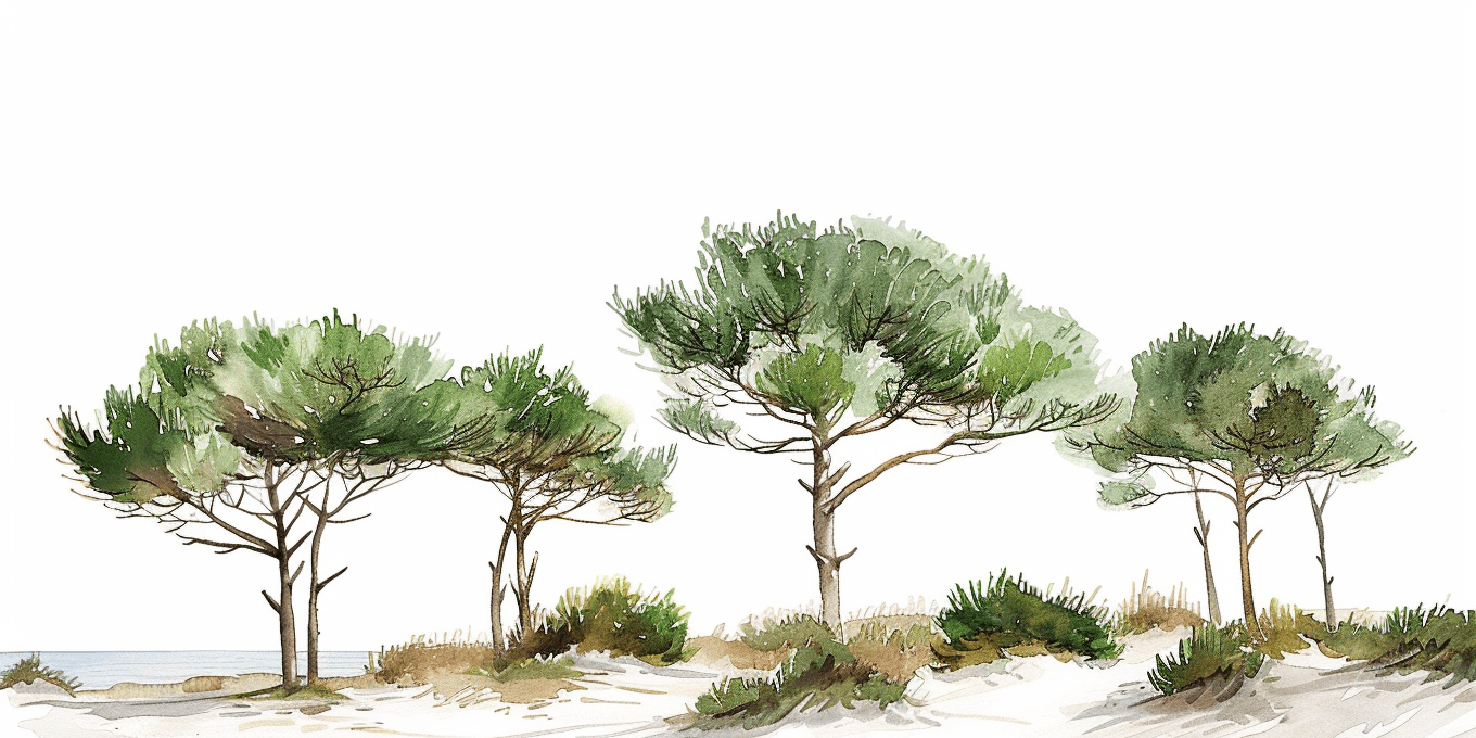 Les Pins de la Plage