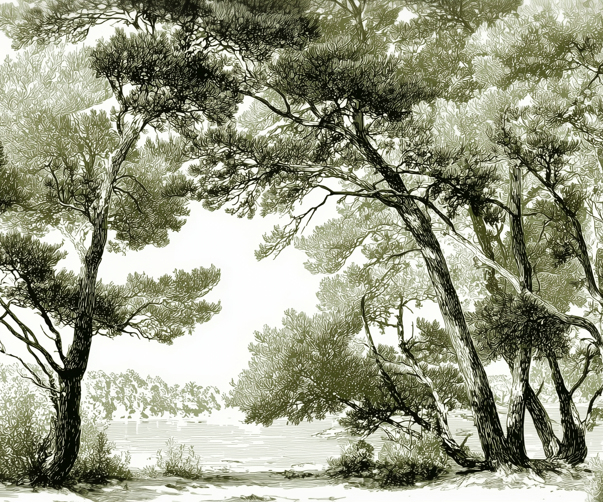 Les pins du lac
