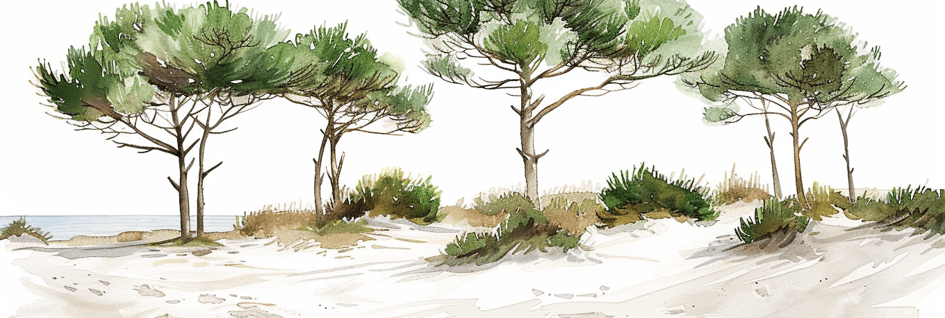 Les Pins de la Plage