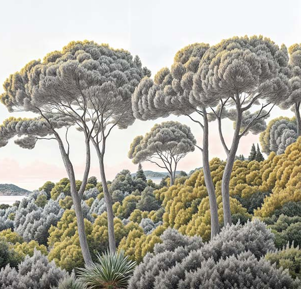 Entre pins et mer