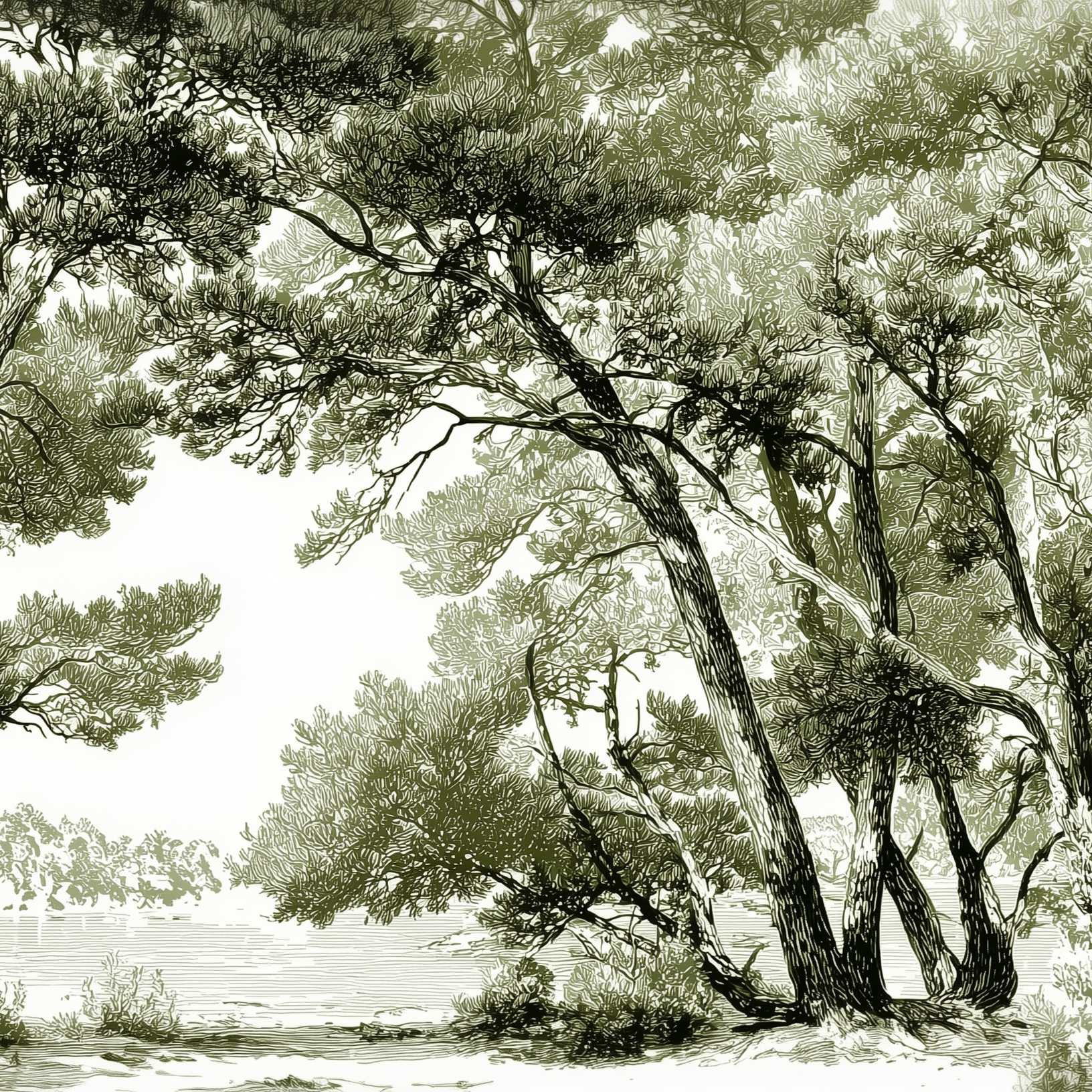 Les pins du lac