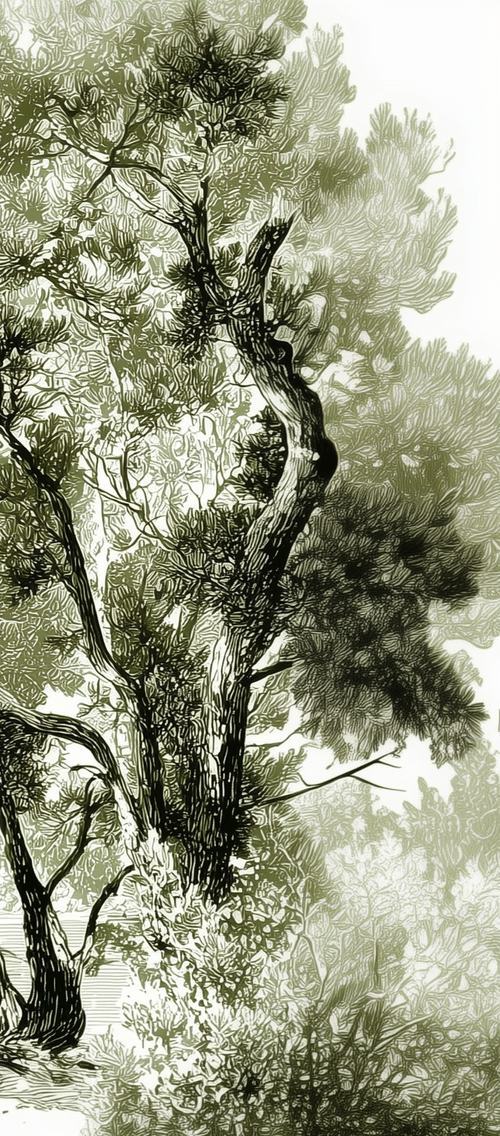 Image croppée