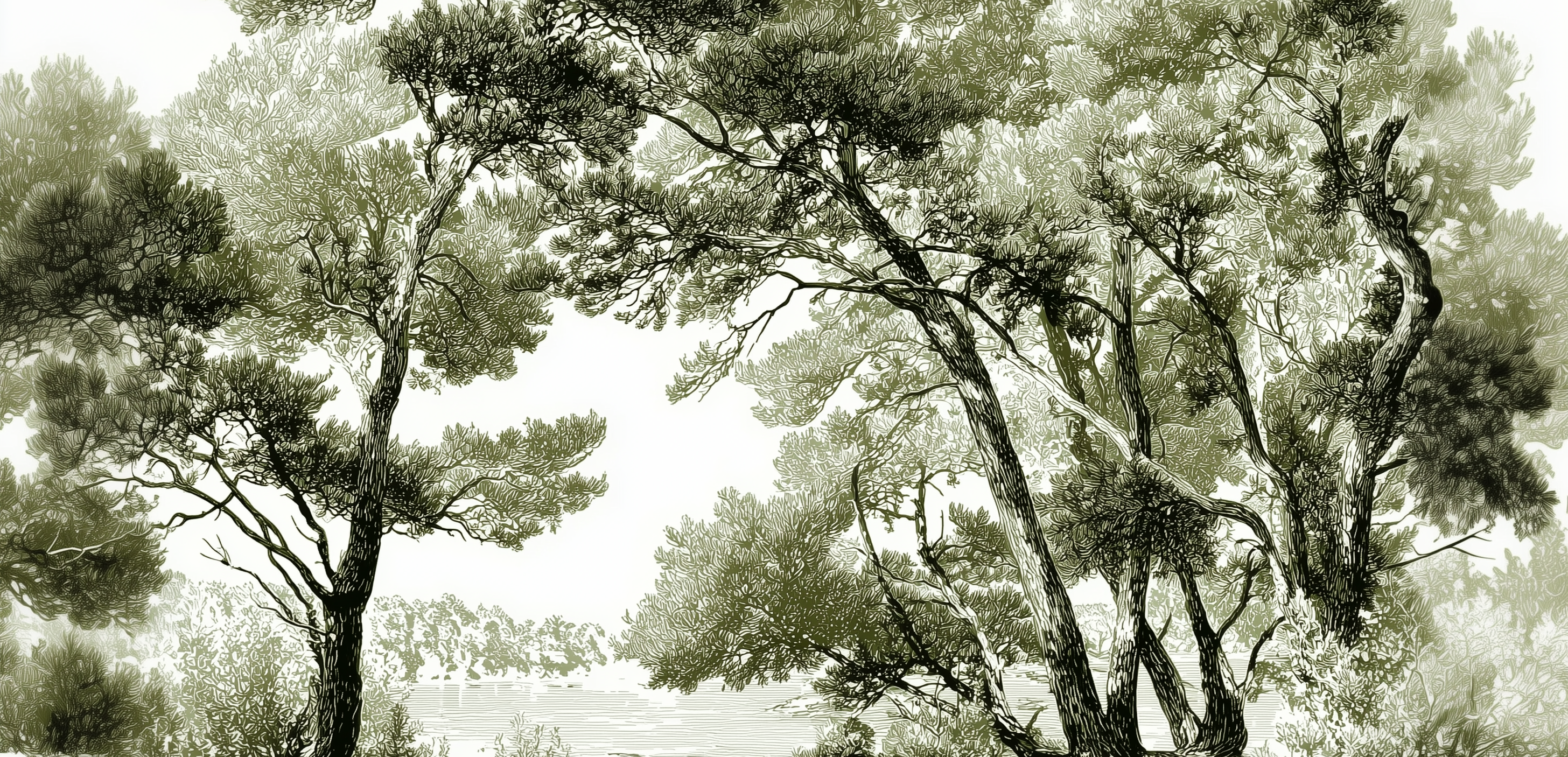 Les pins du lac