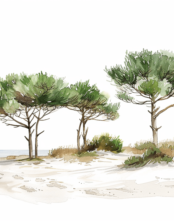 Les Pins de la Plage