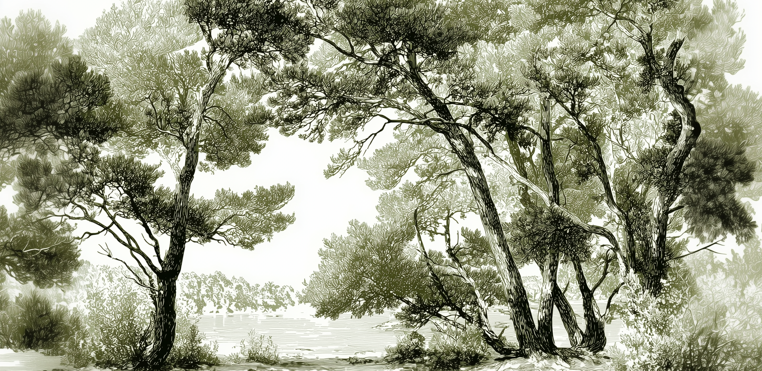 Les pins du lac