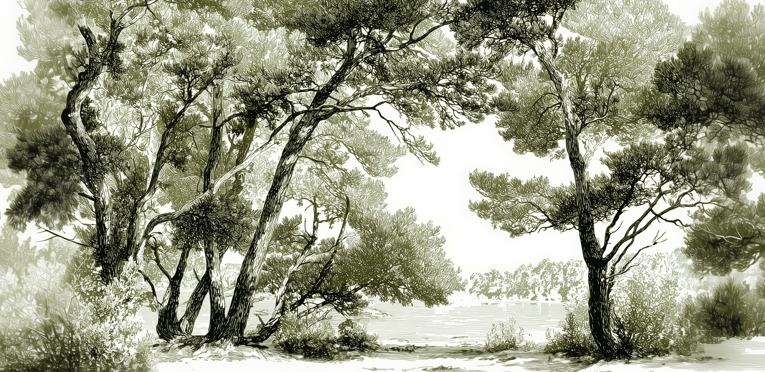 Les pins du lac