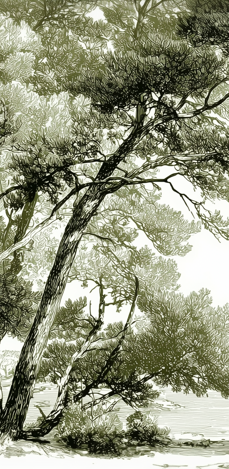 Les pins du lac