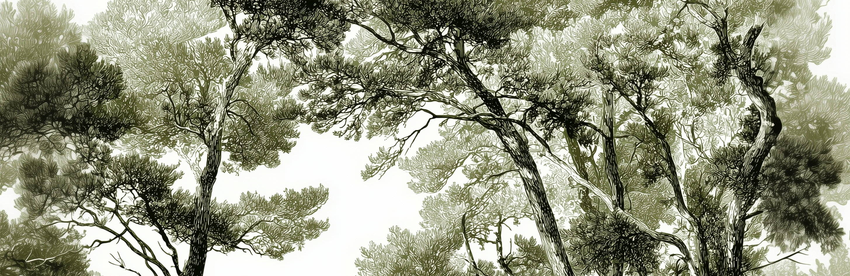 Les pins du lac