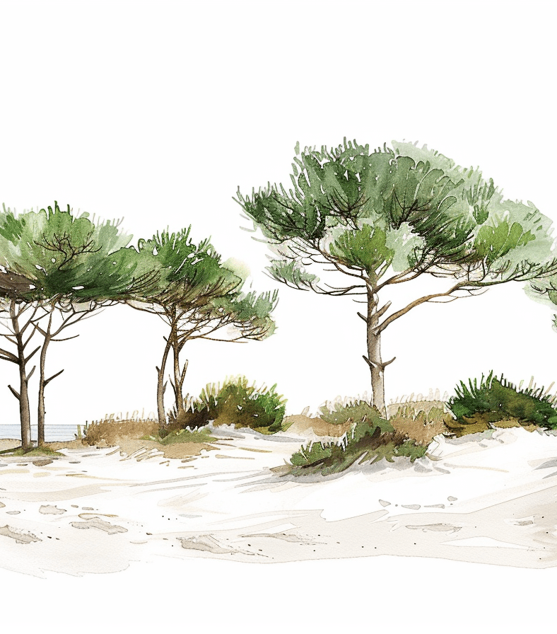 Les Pins de la Plage
