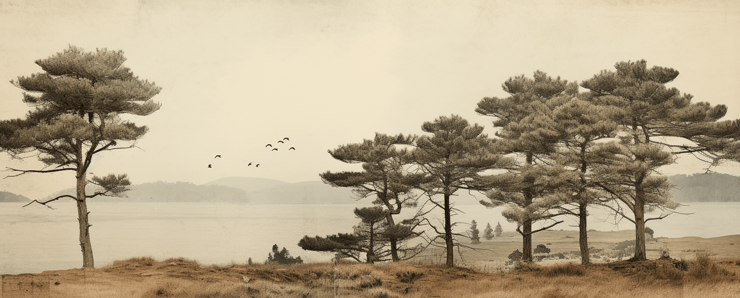 Paysage de Pins Sépia