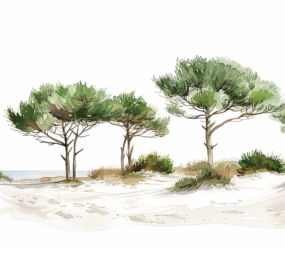Les Pins de la Plage
