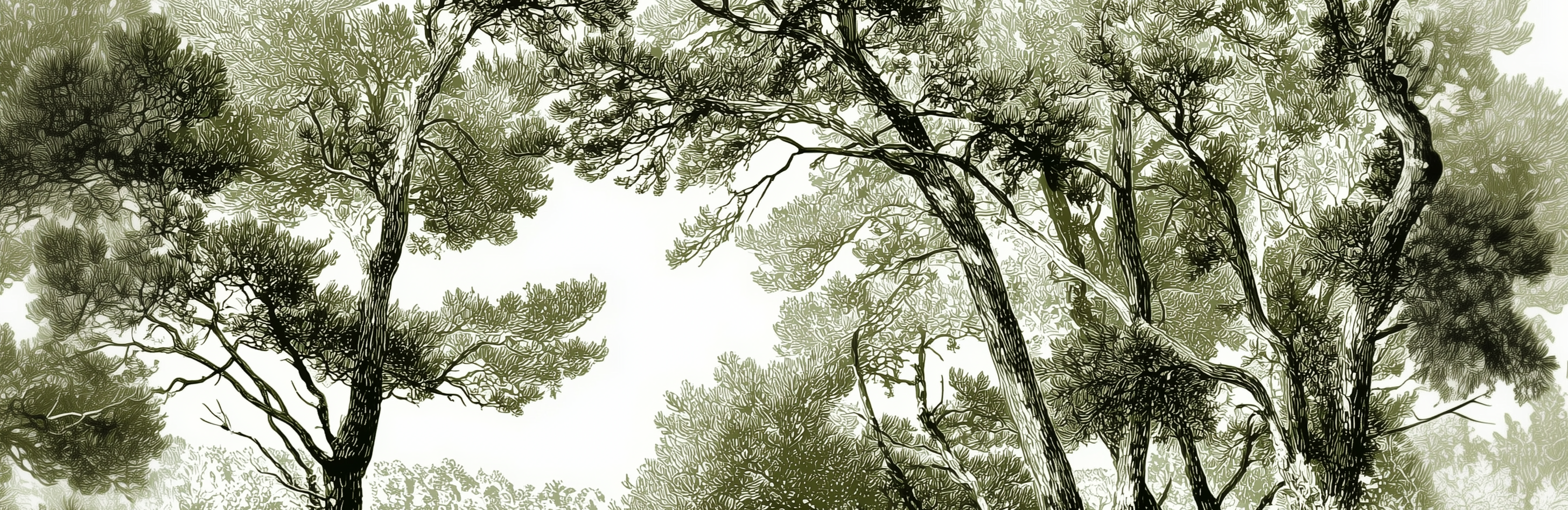 Les pins du lac