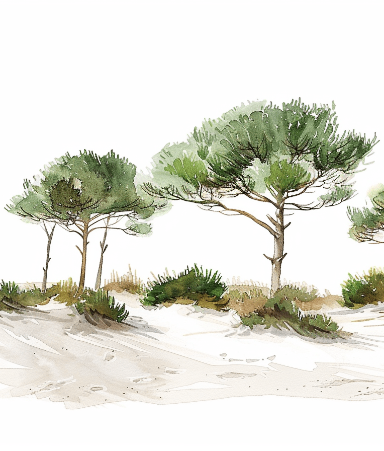 Les Pins de la Plage