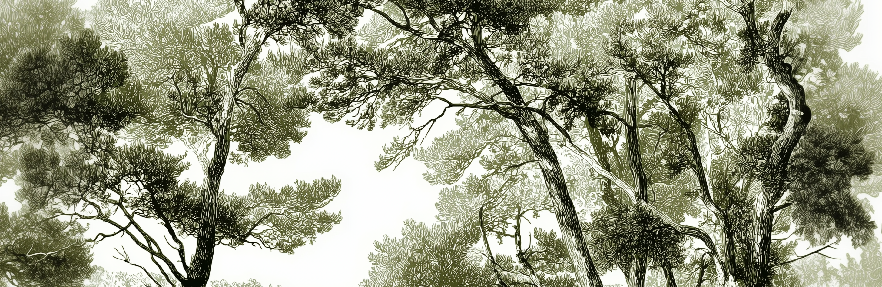 Les pins du lac