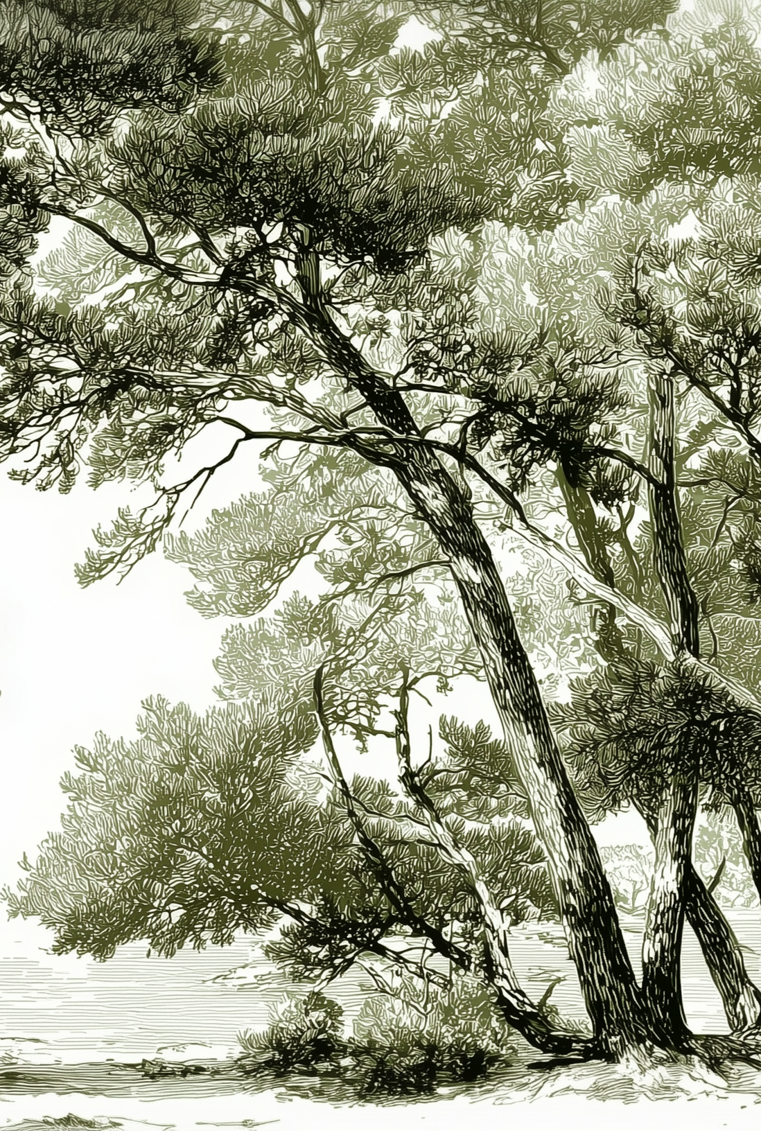 Image croppée