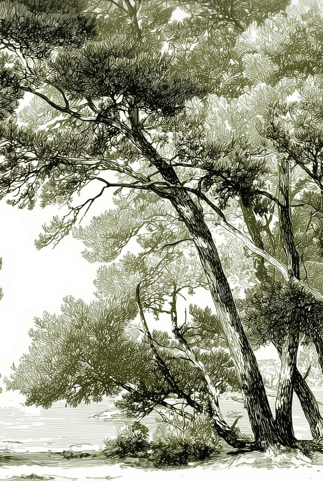 Image croppée