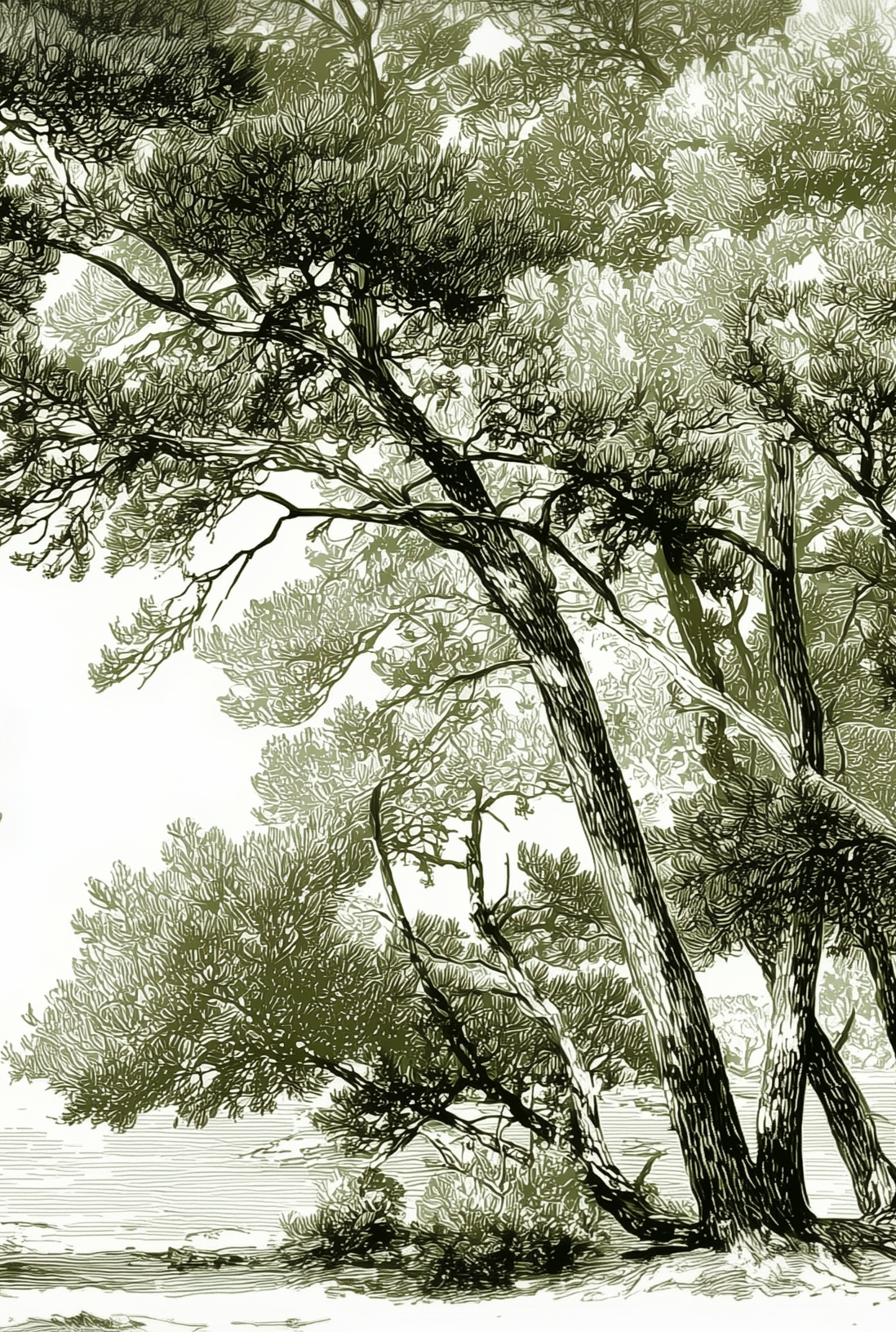 Les pins du lac