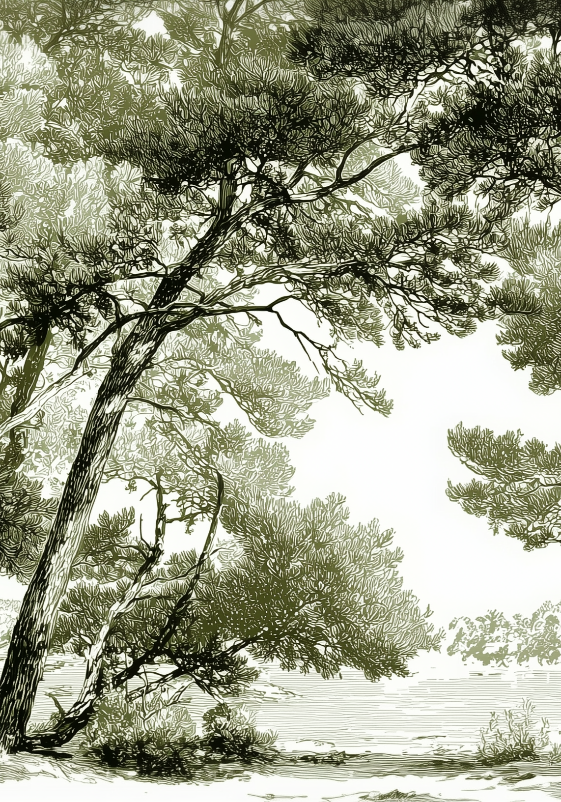 Image croppée