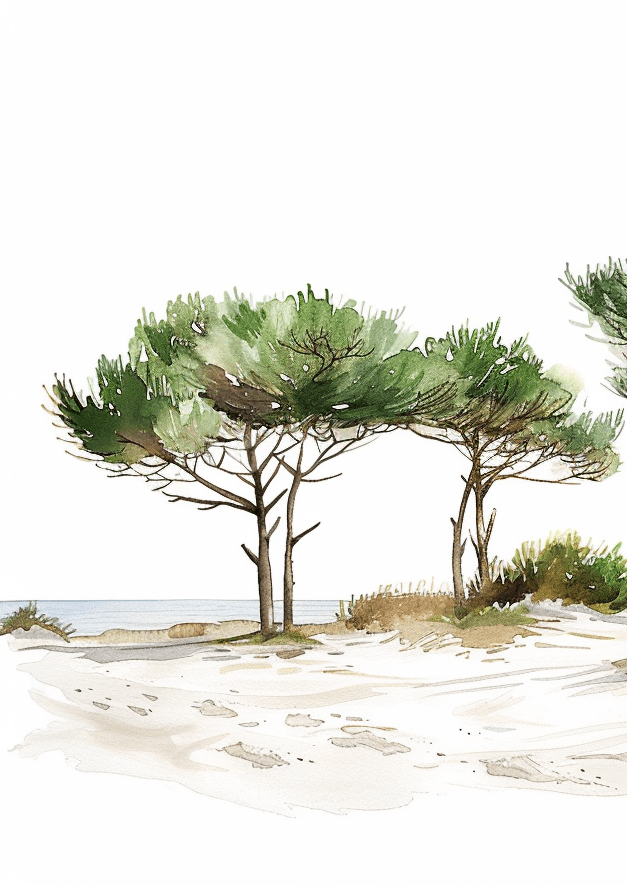 Les Pins de la Plage