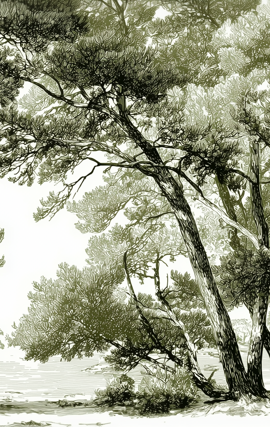 Image croppée
