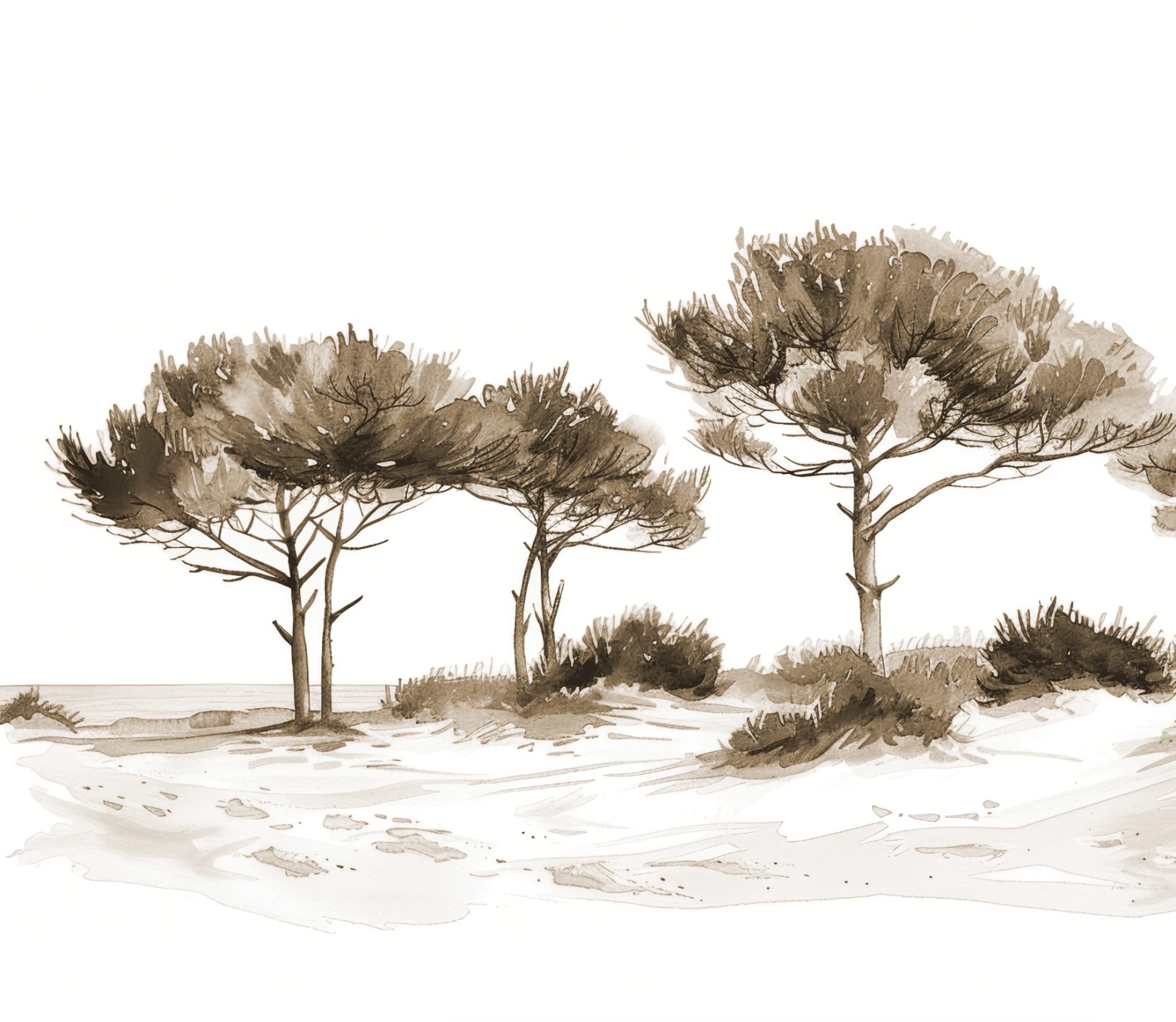 Les Pins de la Plage Sépia