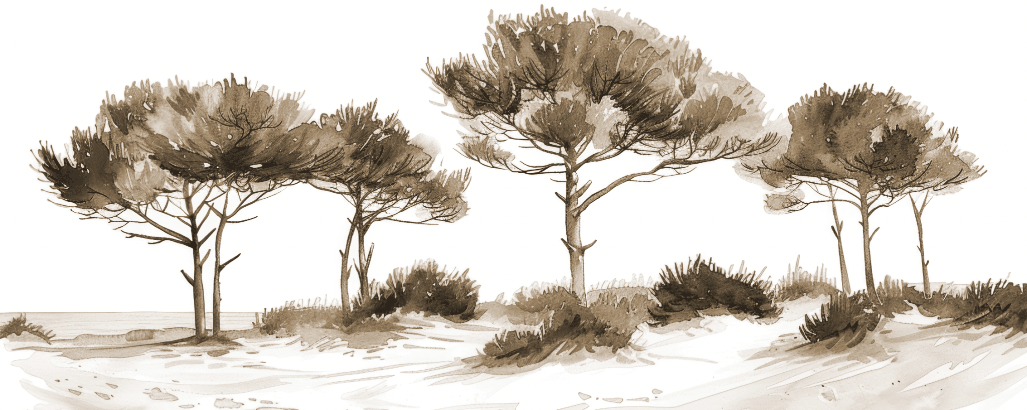 Les Pins de la Plage Sépia