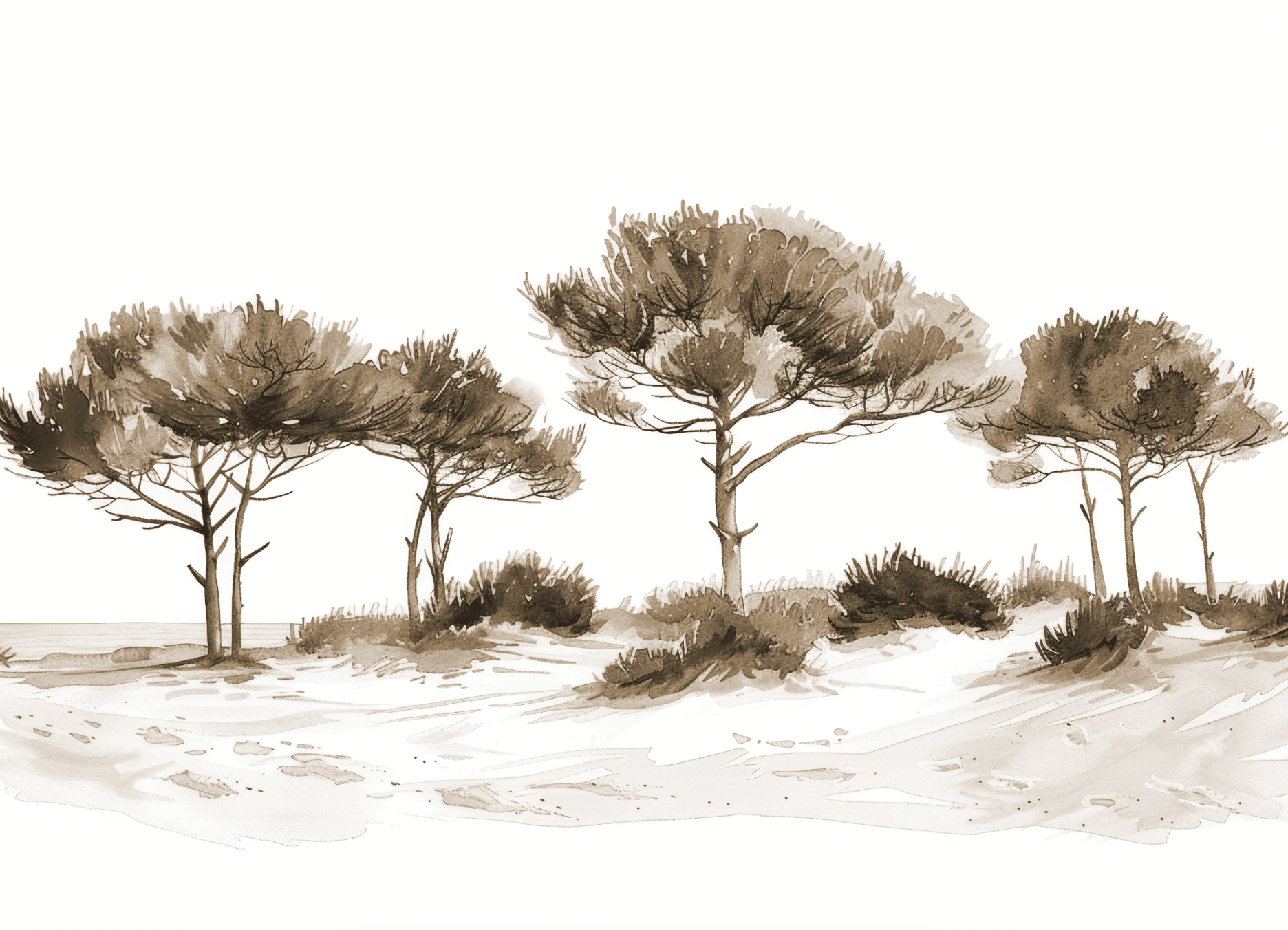 Les Pins de la Plage Sépia