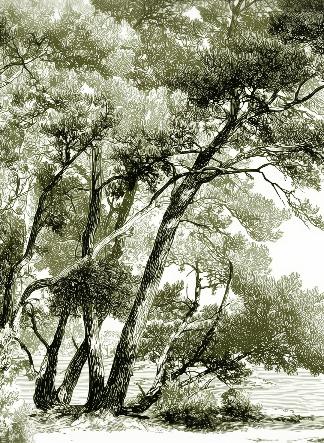 Image croppée