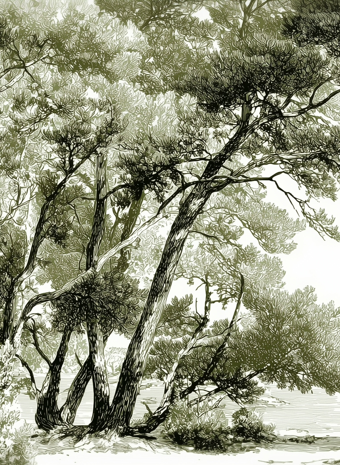 Les pins du lac